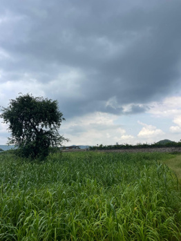 Agricultural/Farm Land for Sale in Naugaon, Alwar (8 Bigha)