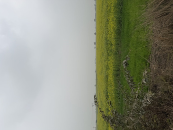 Agricultural/Farm Land for Sale in Pahari, Bharatpur (10 Bigha)