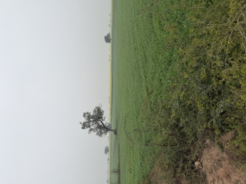 Agricultural/Farm Land for Sale in Naugaon, Alwar (25 Bigha)