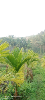 Property for sale in Belthangady, Mangalore