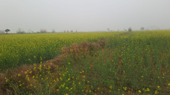 Farm House for Sale in Deeg, Bharatpur (22 Bigha)