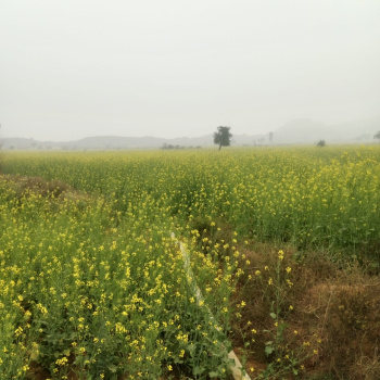 Property for sale in Deeg, Bharatpur