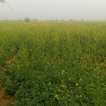 Property for sale in Deeg, Bharatpur