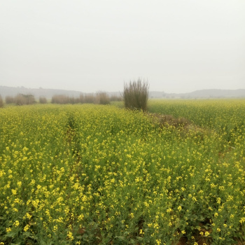 Property for sale in Deeg, Bharatpur