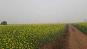 2.5 BHK Farm House for Sale in Deeg, Bharatpur (15 Bigha)