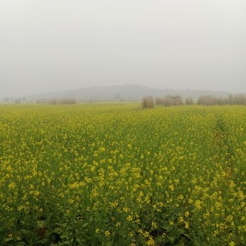 Property for sale in Deeg, Bharatpur