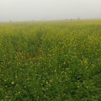 Property for sale in Deeg, Bharatpur