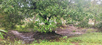 Property for sale in Dodamarg, Sindhudurg