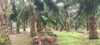 Property for sale in Dodamarg, Sindhudurg