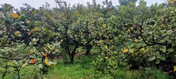 Residential Plot For Sale In Dodamarg, Sindhudurg (100 Acre)