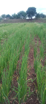 Residential Plot for Sale in Sangamner, Ahmednagar (2 Acre)