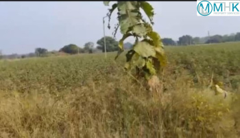 4.5Acr Agriculture Open land for Long Lease Rent in Kondakal, Kollur