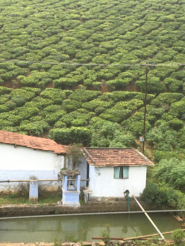 Residential Plot for Sale in Coonoor, Nilgiris (3.65 Acre)