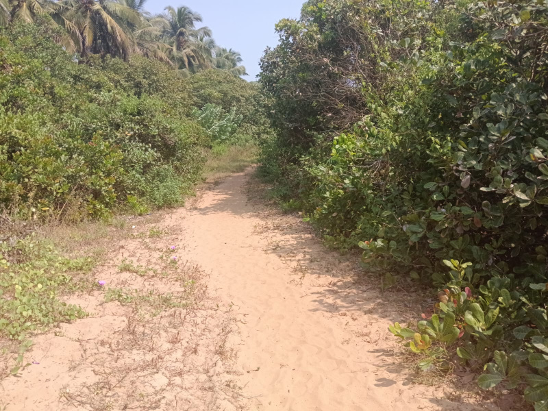 Agricultural/Farm Land For Sale In Vengurla, Sindhudurg (34 Acre)