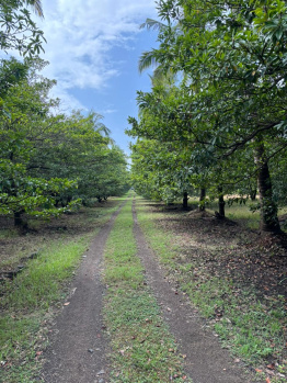 Agricultural/Farm Land for Sale in Dahanu, Palghar (9 Acre)