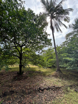 Agricultural/Farm Land for Sale in Dahanu, Palghar (5 Acre)