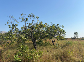 Agricultural/Farm Land for Sale in Jawhar, Palghar (7 Acre)