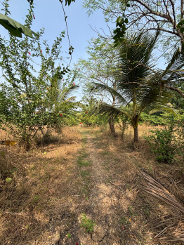 Agricultural/Farm Land for Sale in Dahanu, Palghar (4 Acre)