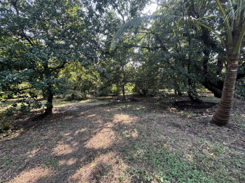 Residential Plot for Sale in Dahanu, Palghar (12 Acre)