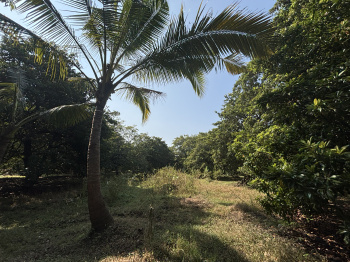 Property for sale in Dahanu, Palghar