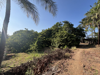 40 Guntha Residential Plot for Sale in Gholvad, Palghar