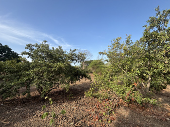 Residential Plot for Sale in Dahanu, Palghar (6.5 Acre)