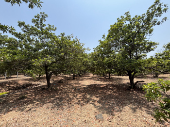 Residential Plot for Sale in Dahanu, Palghar (11000 Sq.ft.)