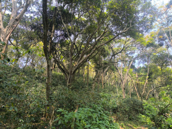 Residential Plot for Sale in Yercaud, Salem (7623 Sq.ft.)