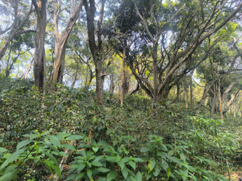 Property for sale in Yercaud, Salem