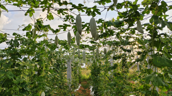 Property for sale in Chintamani, ChikBallapur