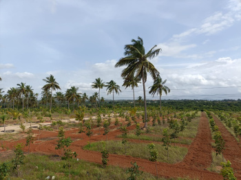 Agricultural/Farm Land for Sale in Chikkaballapur, Bangalore (5500 Sq.ft.)