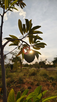 Property for sale in Basapura, Bangalore