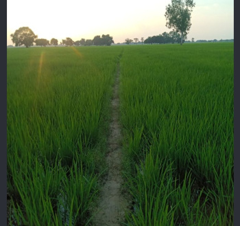 Agricultural/Farm Land for Sale in Nawagarh, Janjgir-Champa (218000 Sq.ft.)
