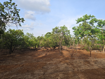 Agricultural/Farm Land for Sale in Mangaon, Raigad (3.5 Acre)