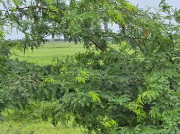 Property for sale in Dahej GIDC, Bharuch
