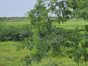 Property for sale in Dahej GIDC, Bharuch