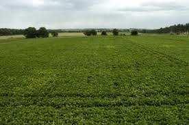 32 Bigha Agricultural/Farm Land for Sale in Jaipur Road, Bikaner