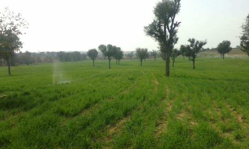 Agriculture Land for Sale in Bikaner