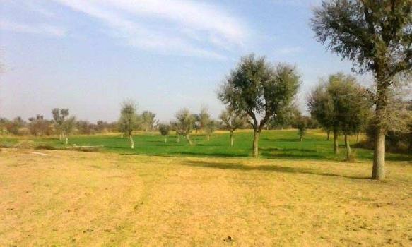 50 Bigha Farm Land for Sale in Bikaner