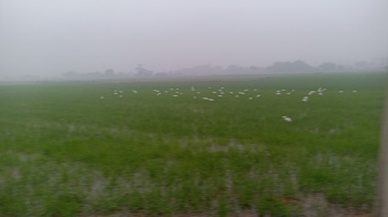 10 Acre Agricultural/Farm Land for Sale in Rohad Industrial Area, Bahadurgarh