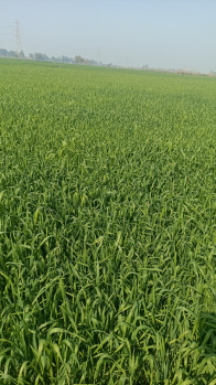 Industrial Land / Plot for Sale in Bahadurgarh, Jhajjar (3 Acre)