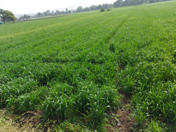 Farm and Agriculture land sale 30 km from Phoenix Mall Nagpur Highway