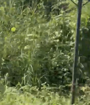 Commercial Lands /Inst. Land for Sale in Old Goa, Goa (90000 Sq. Meter)