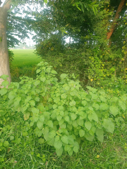 Property for sale in Nasriganj, Rohtas