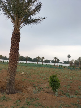 PLOT AVAILABLE FOR REASONABLE PRICE