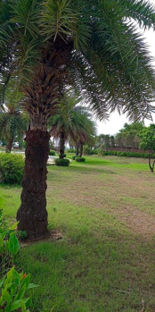 Residential Plot for Sale in 200 Ft Road, Alwar (201 Sq. Yards)