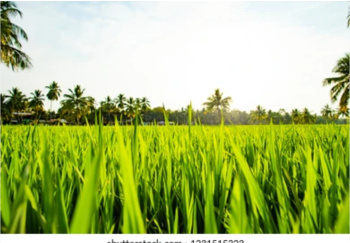 Property for sale in Sikandrabad, Bulandshahr
