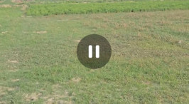 10 BHK Farm House for Sale in Tikait Nagar, Barabanki (65 Bigha)
