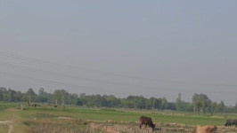 Residential Plot for Sale in Nawabganj Barabanki, Barabanki (16 Bigha)