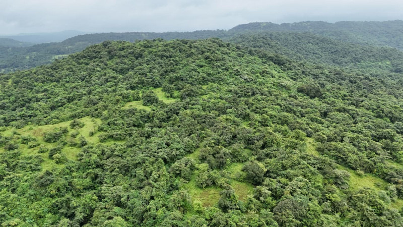 Agricultural/Farm Land For Sale In Lanja, Ratnagiri (16 Acre)